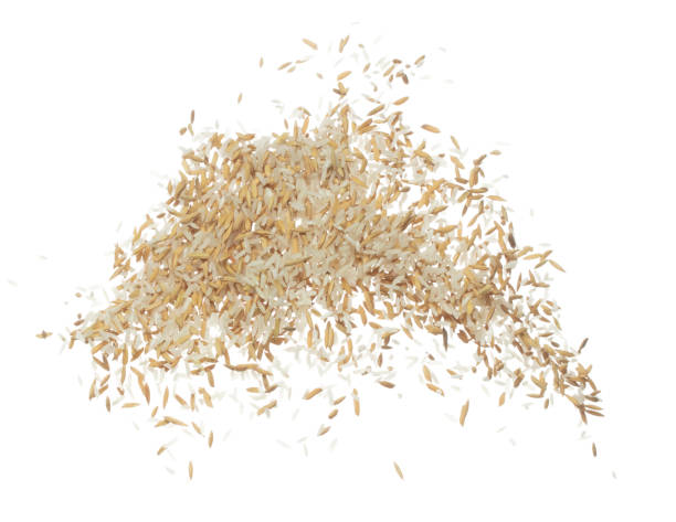 istock Paddy Rice grain fly in mid air. Yellow Golden Paddy Rice falling scatter, explosion float in shape form line group. White background isolated freeze motion high speed shutter 1477751135
