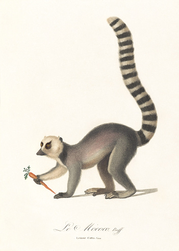Plate of the Book “Natural history of monkeys and lemurs” by J. B. Audebert . 1797
