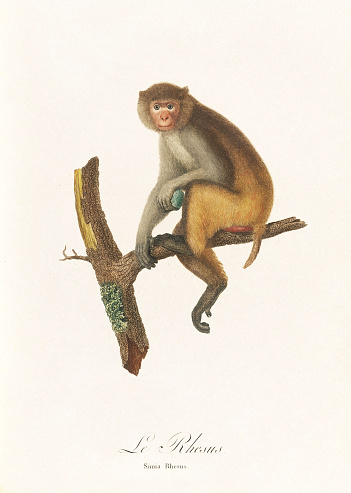 Plate of the Book “Natural history of monkeys and lemurs” by J. B. Audebert . 1797