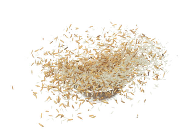 istock Paddy Rice grain fly in mid air. Yellow Golden Paddy Rice falling scatter, explosion float in shape form line group. White background isolated freeze motion high speed shutter 1477751588