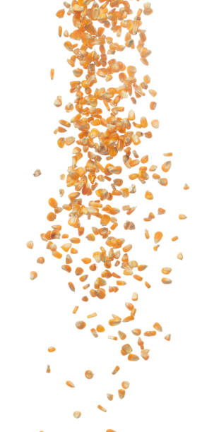 istock Corn dried seed grain fly in mid air. Yellow Golden corn seed falling scatter, explosion float in shape form line group. White background isolated freeze motion high speed shutter 1477751823