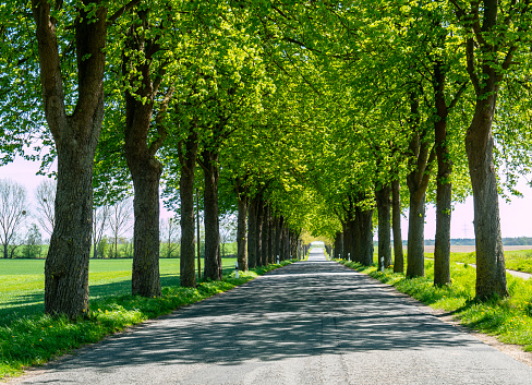 the two-lane country road between trees in a rural landscape