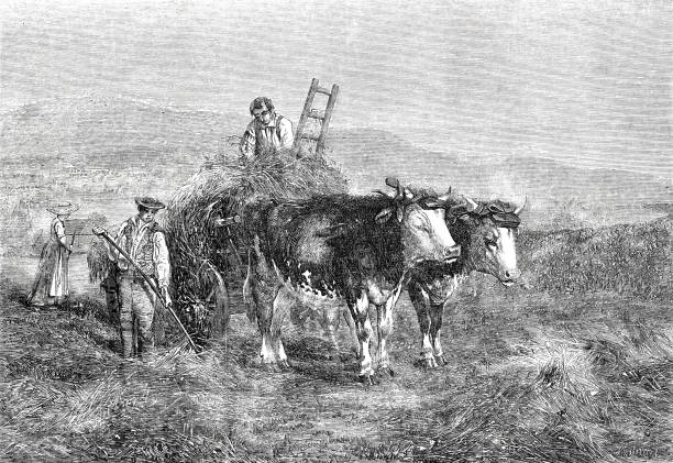 istock Haymaking in Switzerland, loading the hay wagon in front of the two cows are tense 1477752627