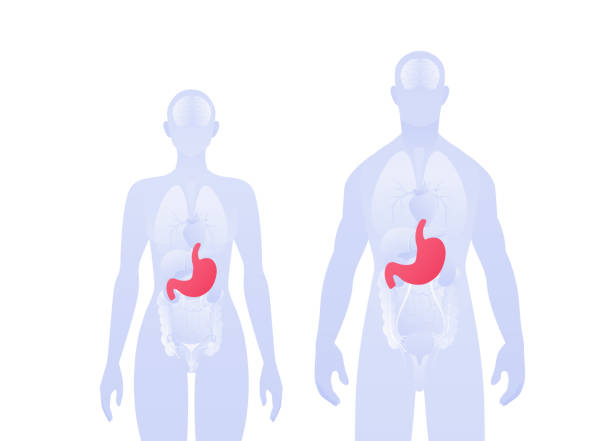 Human inner organ infographic. Vector flat healthcare illustration. Male and female silhouette. Red stomach and digestive system symbol. Design for health care, education, science, gastroenterology Human inner organ infographic. Vector flat healthcare illustration. Male and female silhouette. Red stomach and digestive system symbol. Design for health care, education, science, gastroenterology human stomach internal organ stock illustrations