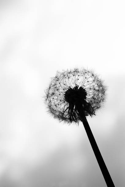istock Dandelion Silhouette stock photo 1477754087