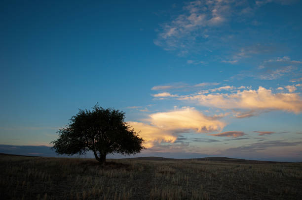 istock Silhouette of single tree on a cloudy day 1477758558
