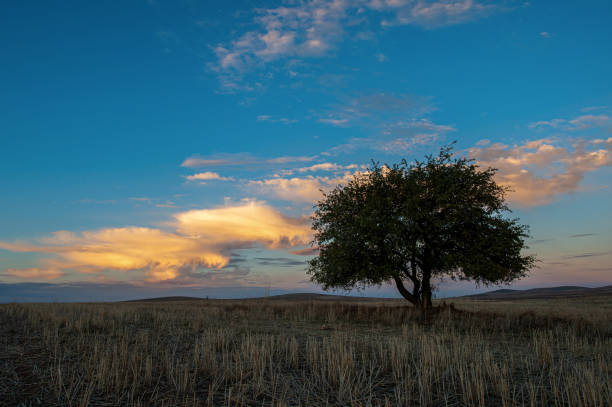 istock Silhouette of tree in field 1477758679