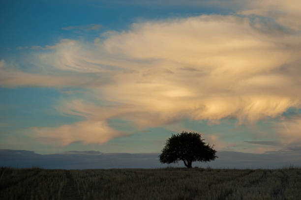 istock Lonely tree in the field in the evening 1477758791