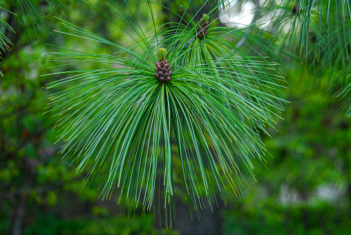 Nature's creation unfolds as little green pine cones adorn the branch, showcasing miniature growth and the delicate beauty of fresh botanical wonders.