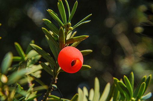 Red berry of Yew Tree - Dark background