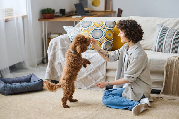 istock Woman training her dog at home 1477760576
