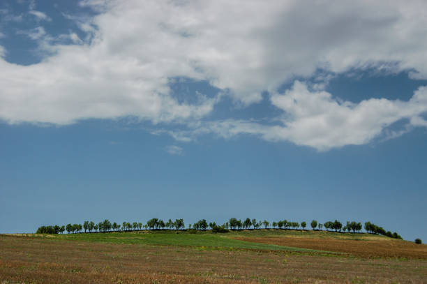 Single row of trees on the hill
