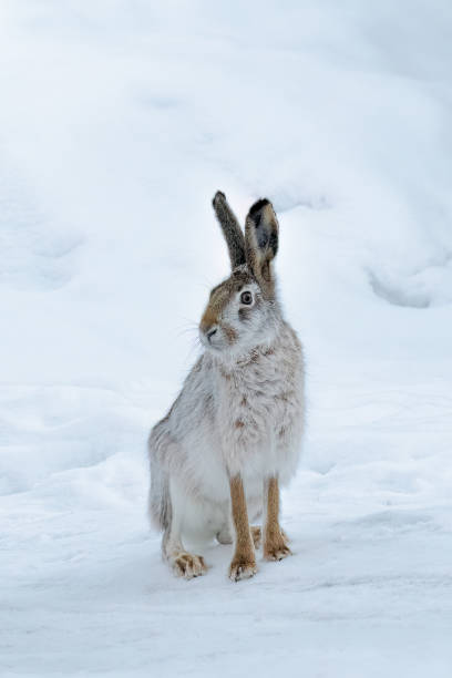 istock fluffy hare in the snow 1477760929
