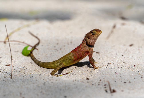 crested lizard as it basks in sun on warm sands of its natural habitat. lizard intricate patterns and colors, beautiful contrast against soft, beige sand, importance preserving our natural ecosystems.