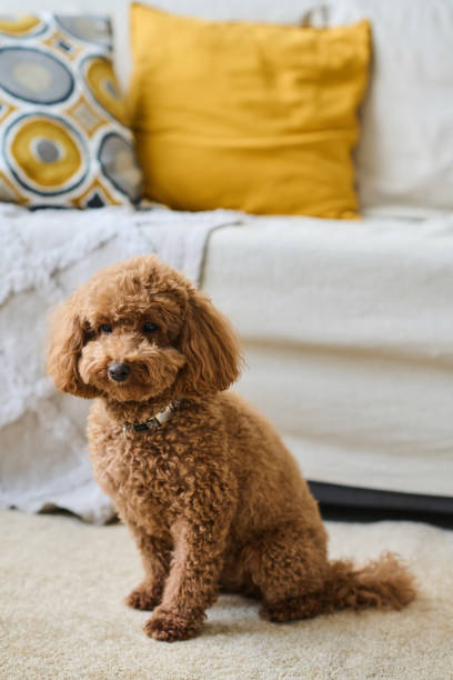 istock Cute purebred dog sitting in the room 1477761288