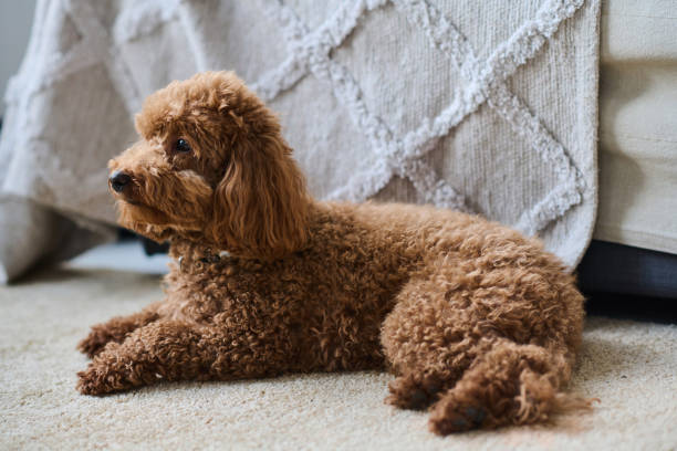 istock Little dog resting on the carpet 1477761309