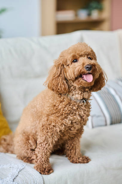 istock Cute little dog sitting on sofa 1477761315