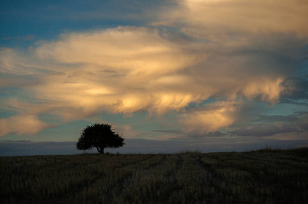 istock Silhouette of a single tree in a field on a heavily cloudy day 1477761529