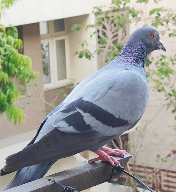 istock Pigeon The symbol of Peace 1477761613