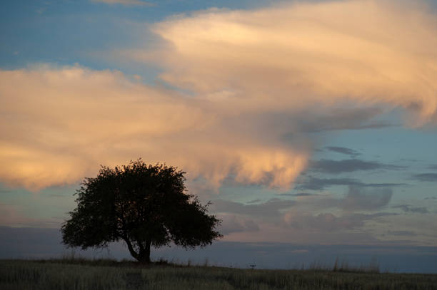 istock Silhouette of a single tree in the field 1477761651