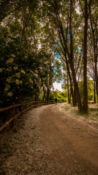 In search of inner peace in the forest. In search of inner peace in the forest. spirituality adventure searching tranquil scene stock pictures, royalty-free photos & images