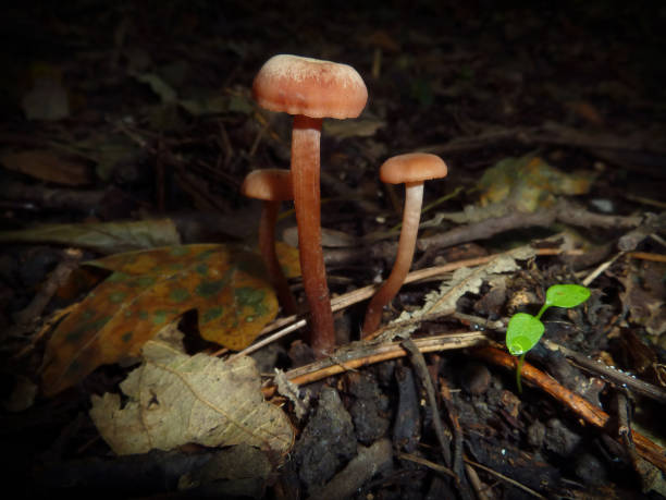 istock Three mushrooms in the forest floor 1477764969