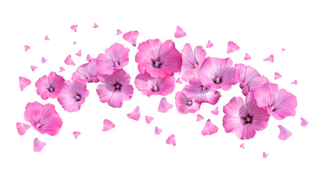 istock flowers scatter with petals on a white background 1477766452