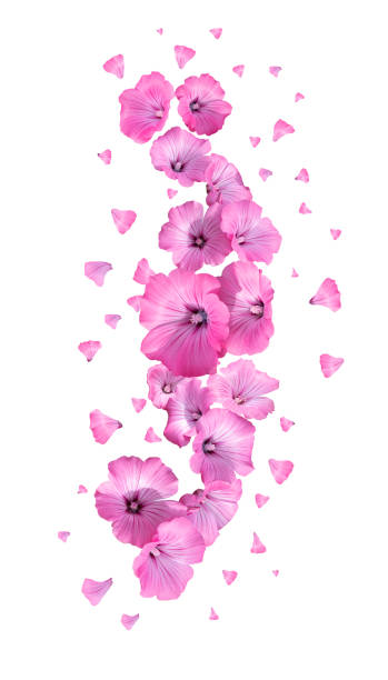 istock flowers fall with petals on a white background 1477766458