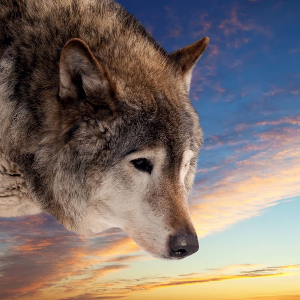 istock Head of wolf  against sunset 147776716