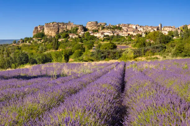 The famous hilltop village of Saignon in Provence with lavender field. Vaucluse (84), France