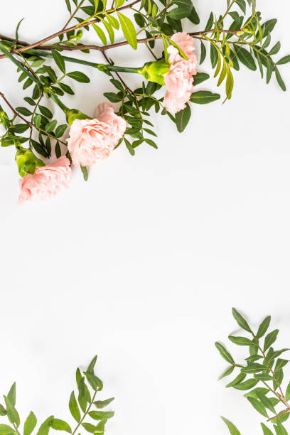 istock Beautiful delicate floral background with copy space. holiday card, layout. vertical view. flat lay of pink carnations and green leaves. frame. 1477767833