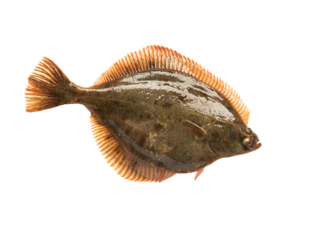 Dab Fish (Limanda limanda) Isolated on White Background