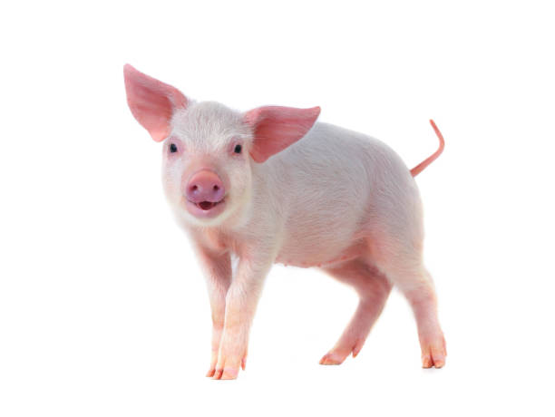 smiling pig isolated on white background - domestic pig imagens e fotografias de stock