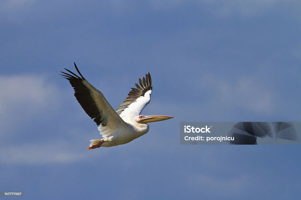 white pelican in flight white pelican in flight,  Danube Delta, Romania Animal Wildlife Stock Photo