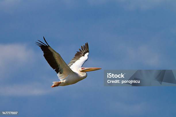 White Pelican In Flight Stock Photo - Download Image Now - Animal Wildlife, Animals In The Wild, Beak
