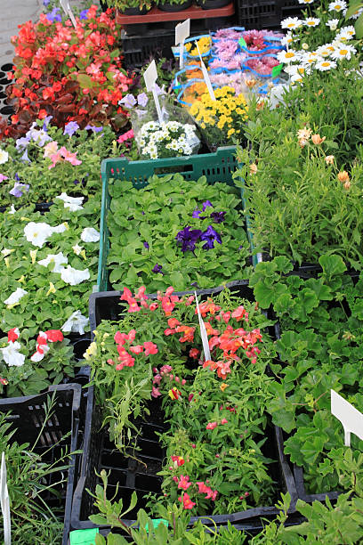 istock Flowers for garden. 147777226