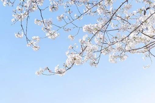 Cherry Blossoms in the Blue Sky/with Copy Space