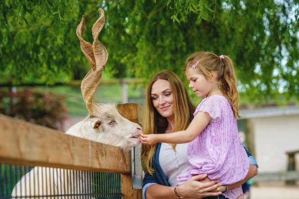 little preschool girl and woman feeding goat. happy excited child and mother feeds animals a wildlife park. family leisure and activity for vacations or weekend - zoo child llama animal imagens e fotografias de stock