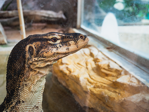 Close-up of a giant lizard's head