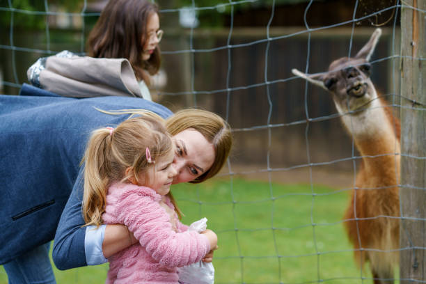 duas garotinhas e uma mulher alimentando alpacas peludas fofas lama. crianças felizes e mãe alimenta guanaco em um parque de vida selvagem. lazer familiar e atividade para férias ou fim de semana - zoo child llama animal - fotografias e filmes do acervo