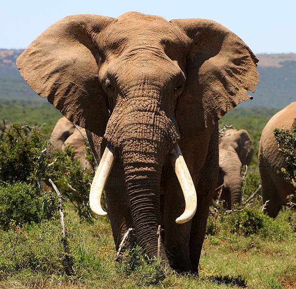 ogromna słoń z dużym tusks w addo, republika południowej afryki - addo south africa southern africa africa zdjęcia i obrazy z banku zdjęć