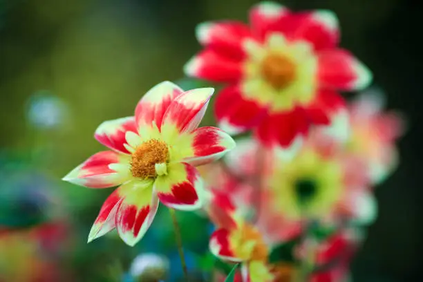 Dahlia is a member of the Compositae (also called Asteraceae) family of dicotyledonous plants, blooming in the autumn