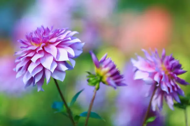 Dahlia is a member of the Compositae (also called Asteraceae) family of dicotyledonous plants, blooming in the autumn