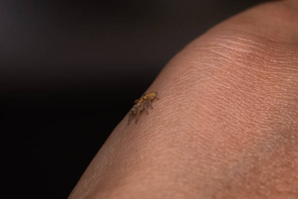 araña saltadora en una mano - white animal eye arachnid australia fotografías e imágenes de stock