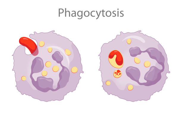 Phagocytosis is the process in which a cell engulfs a particle and digests it Phagocytes contain membranous sacs called lysosomes that contain various digestive enzymes, microbicidal chemicals, and toxic oxygen radicals. The lysosomes fuse with the phagosomes containing the ingested microbes and the microbes are destroyed phagocytosis diagram stock illustrations