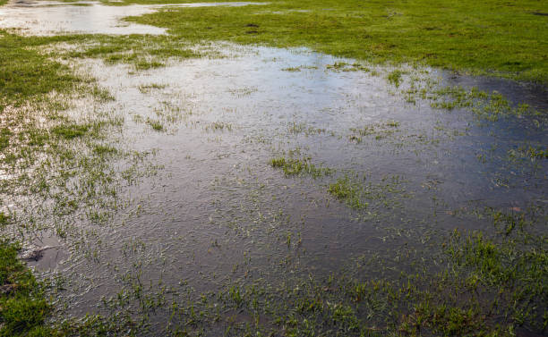 istock Flooded grassy area covered with a thin layer of ice 1477780829