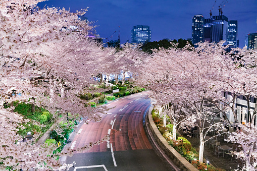 Tokyo city at night with cherry blossoms in full bloom