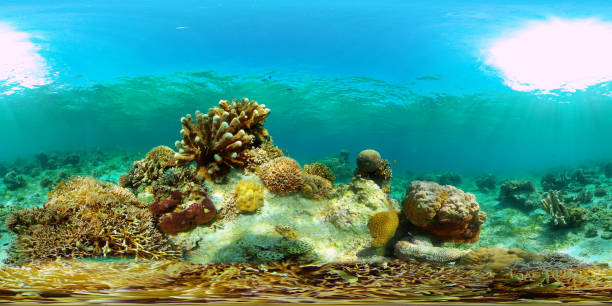 istock Coral reef and tropical fish. Philippines. 360-Degree view. 1477786553
