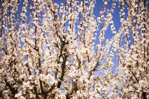 Blossoming almond trees on a farm in January in rural Mallorca, Balearic islands, Spain