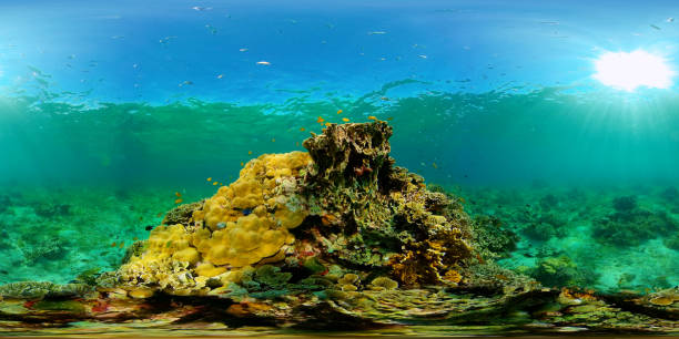 istock Coral reef and tropical fish. Philippines. 360-Degree view. 1477787403